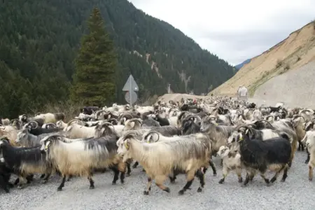Der Bau der Autobahn Sibiu-Făgăraș beginnt.